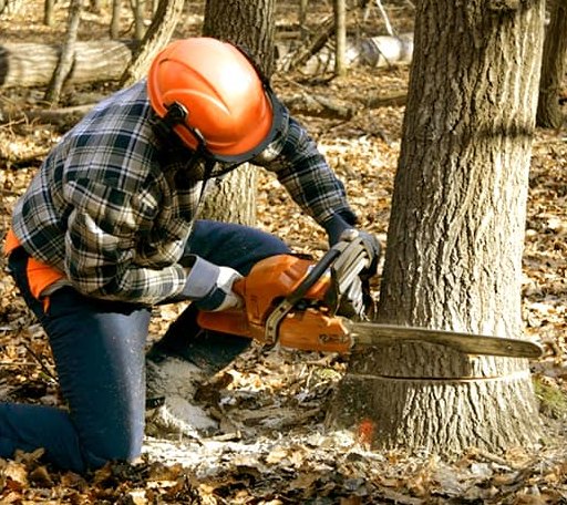 Tree Removal in Winger, MN